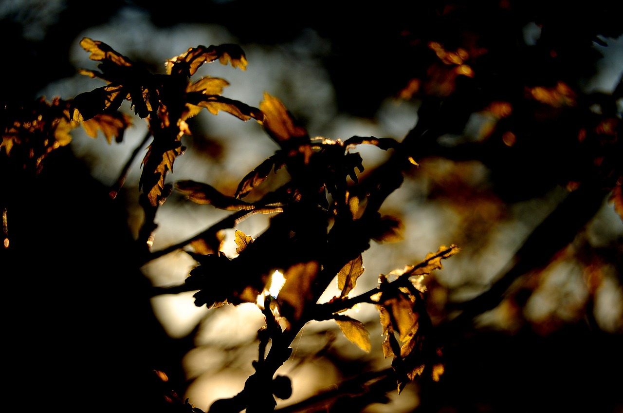 leaves tree leaf free photo