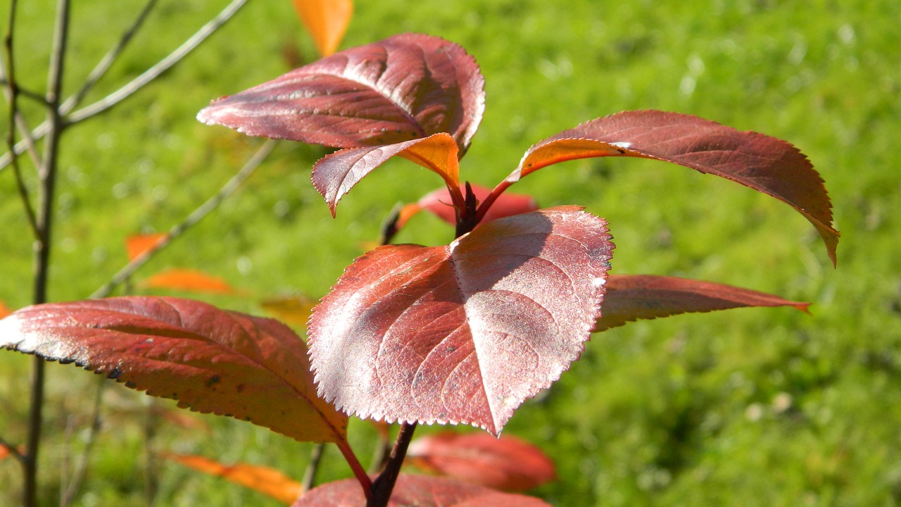 leaves autumn colors free photo