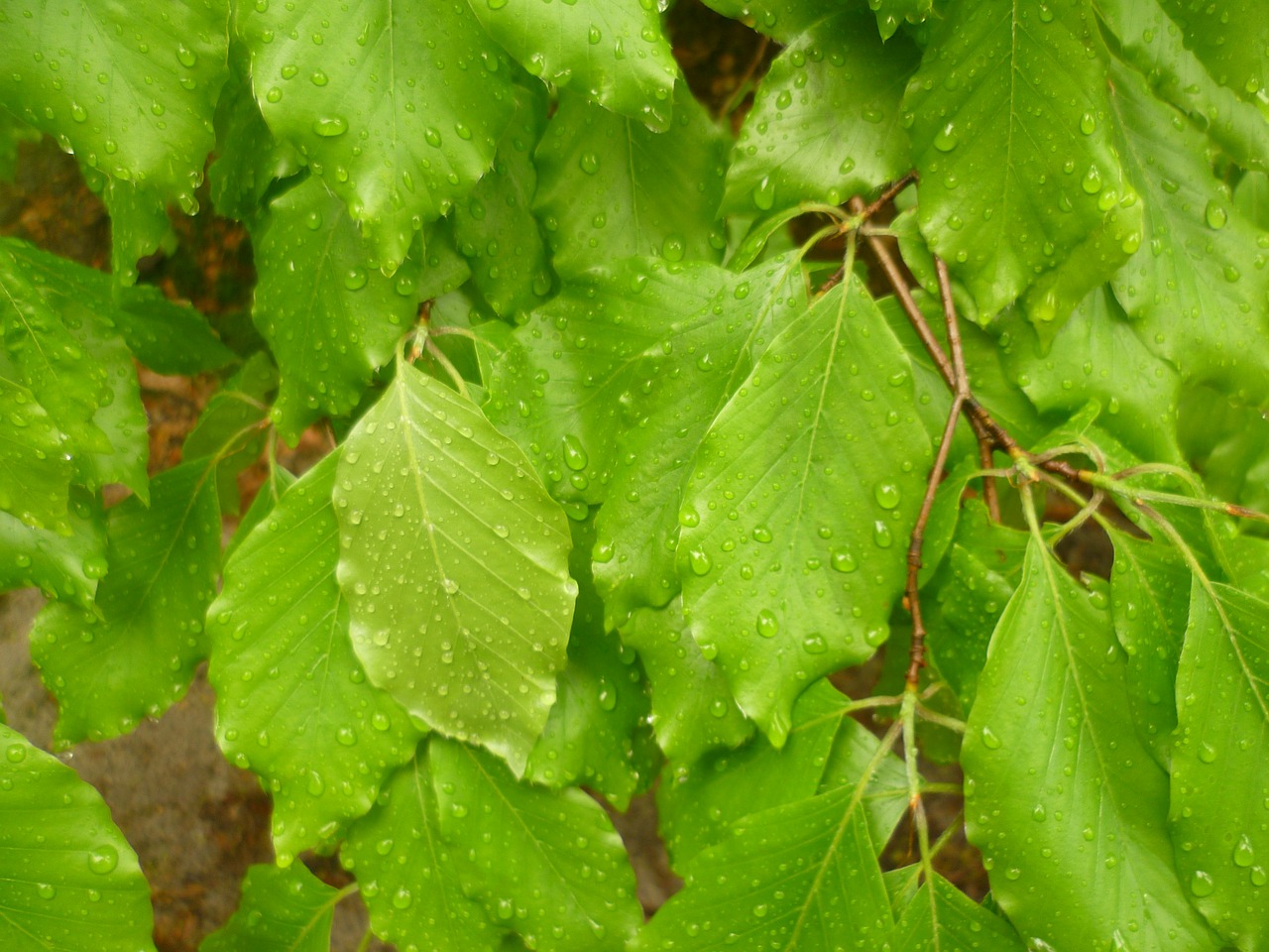 leaves drops nature free photo
