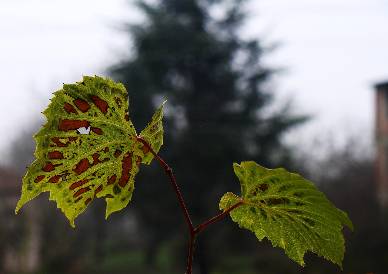 leaves no one nature free photo