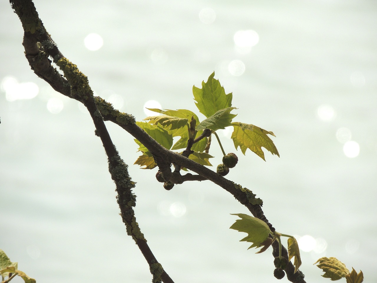 leaves branch lake free photo