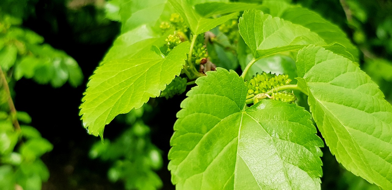 leaves  nature  plant free photo