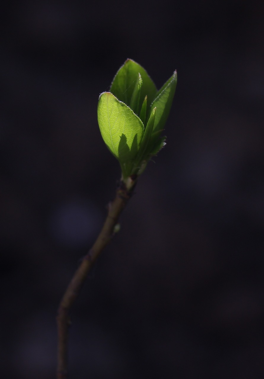 leaves  green  branch free photo