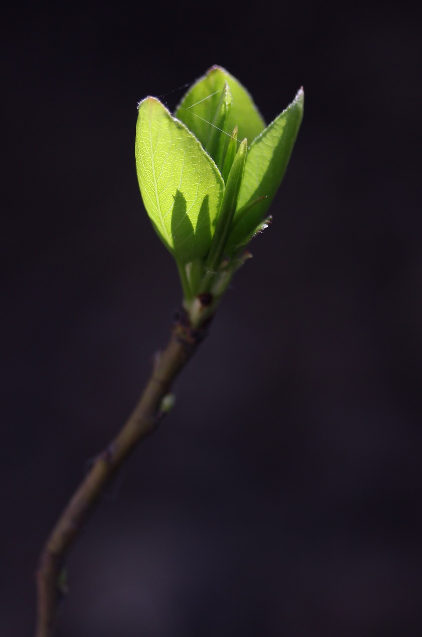 leaves  green  branch free photo