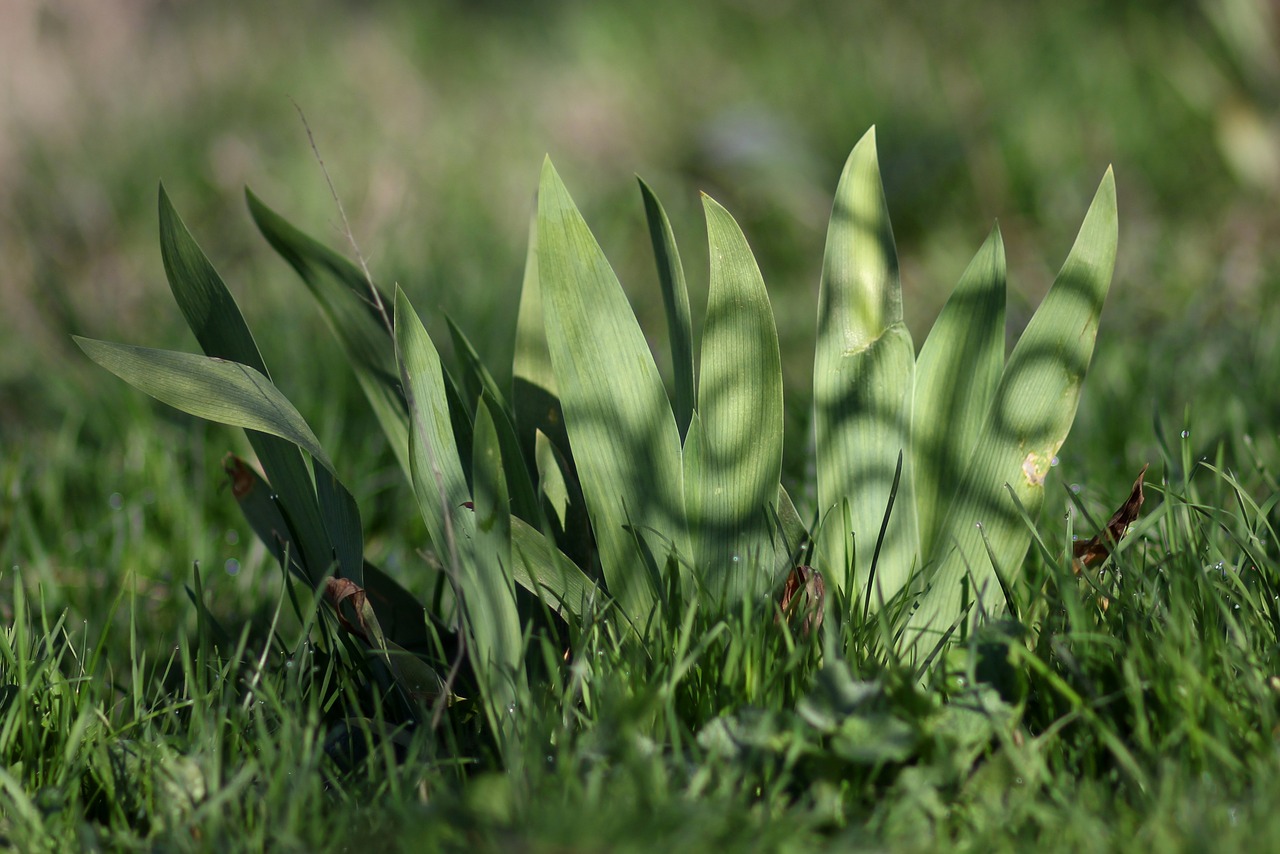 leaves  shadow  green free photo