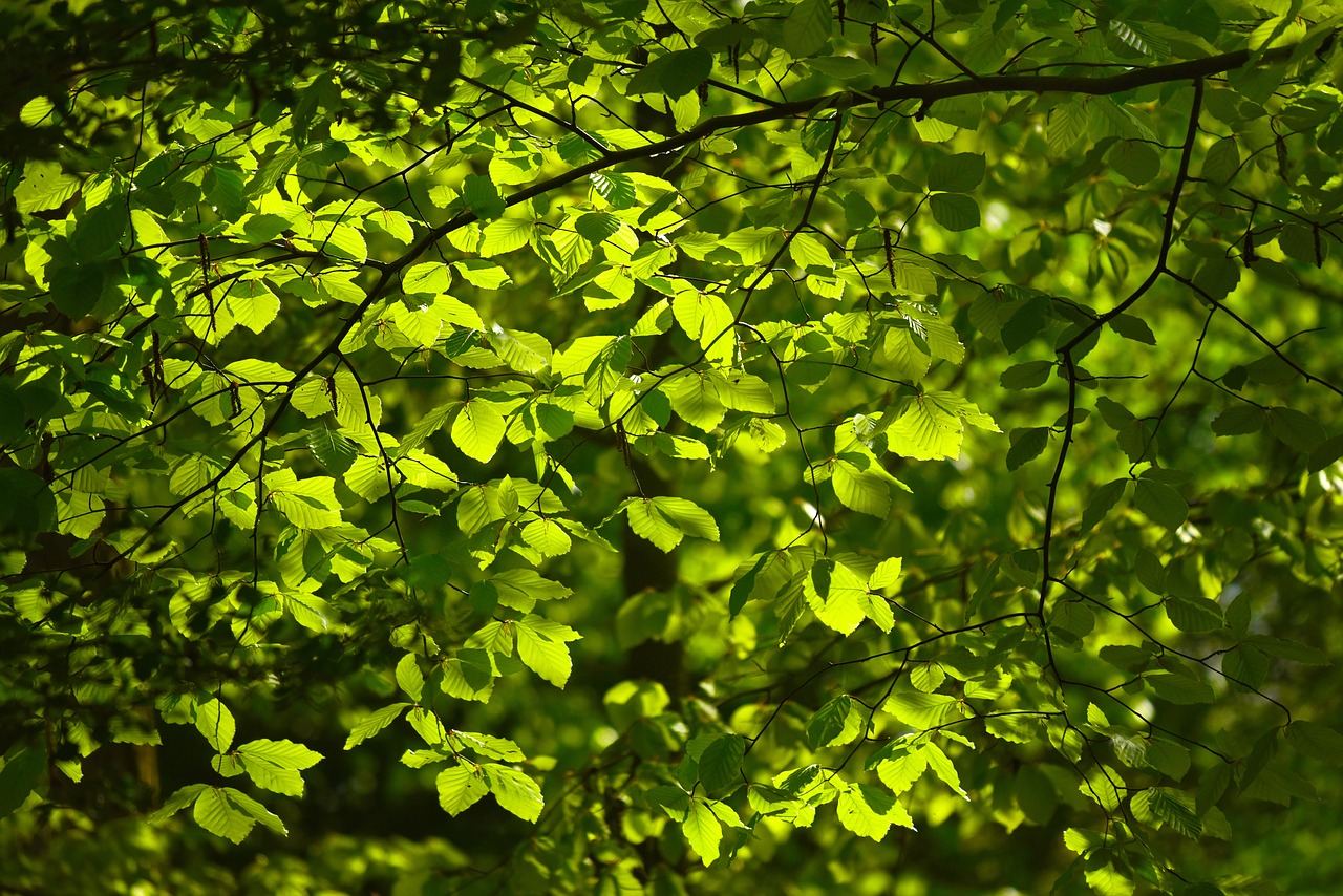 leaves  foliage  tree free photo