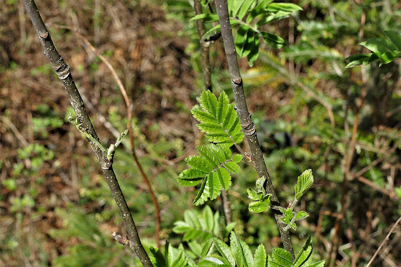 leaves  green  branches free photo