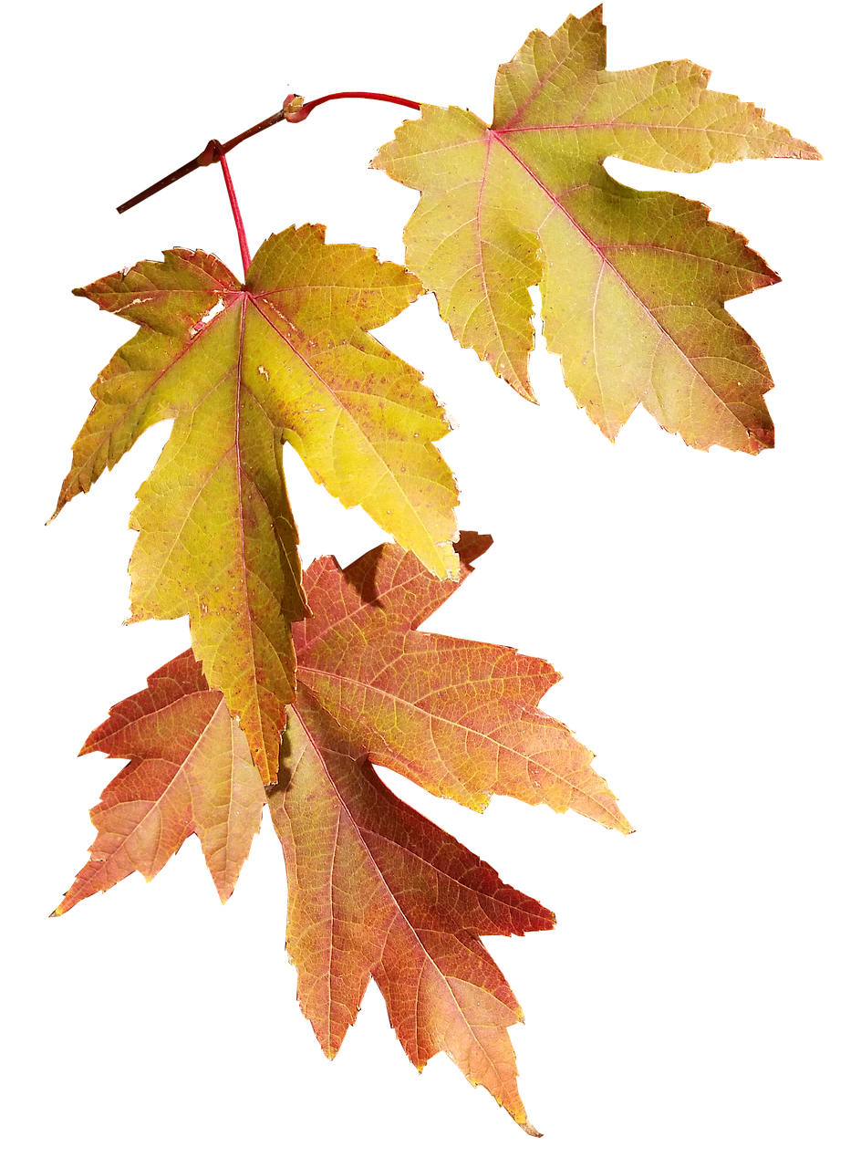 leaves  autumn  fall free photo