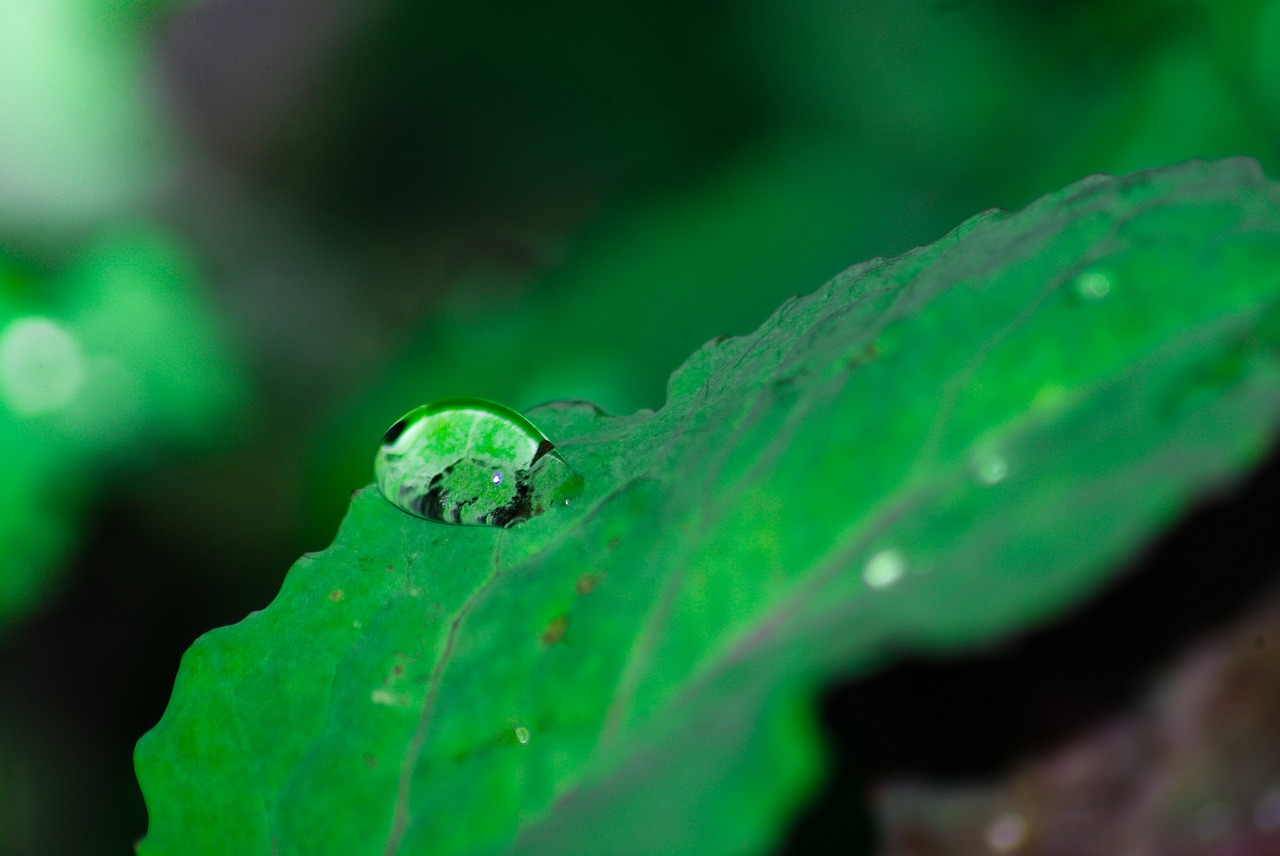 leaves  rain  nature free photo