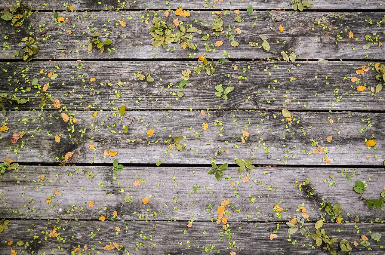 leaves wooden boards wood free photo