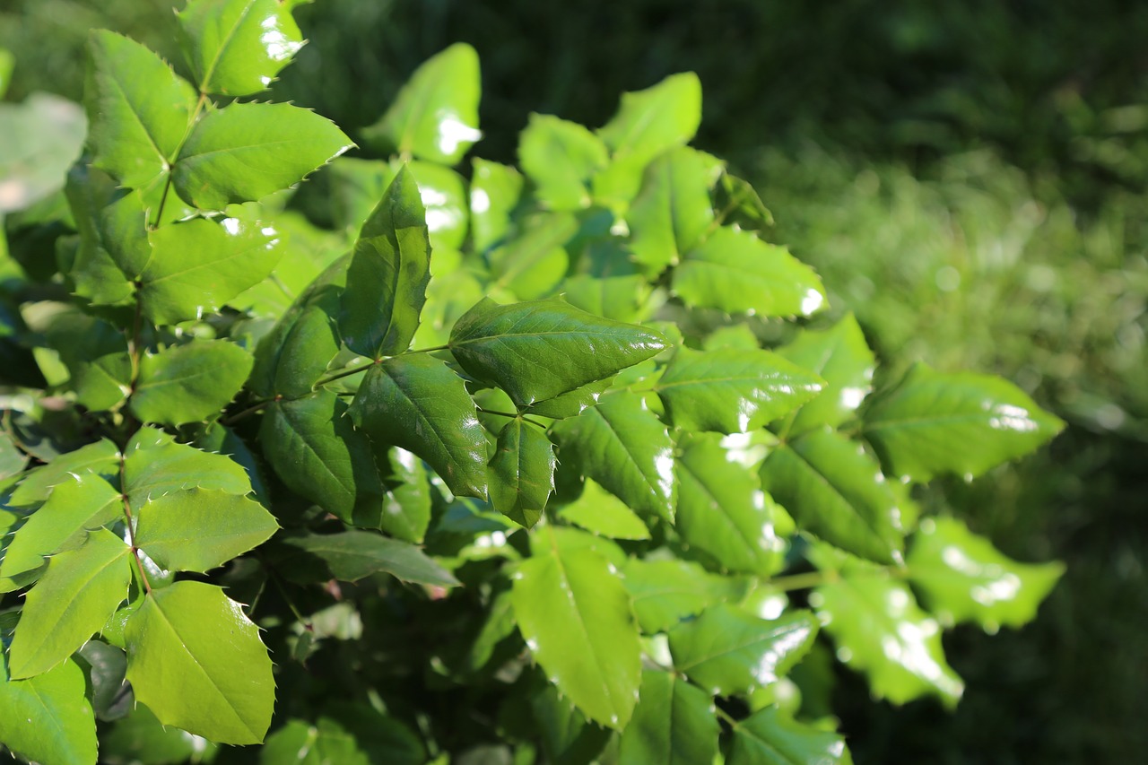 leaves  plant  nature free photo