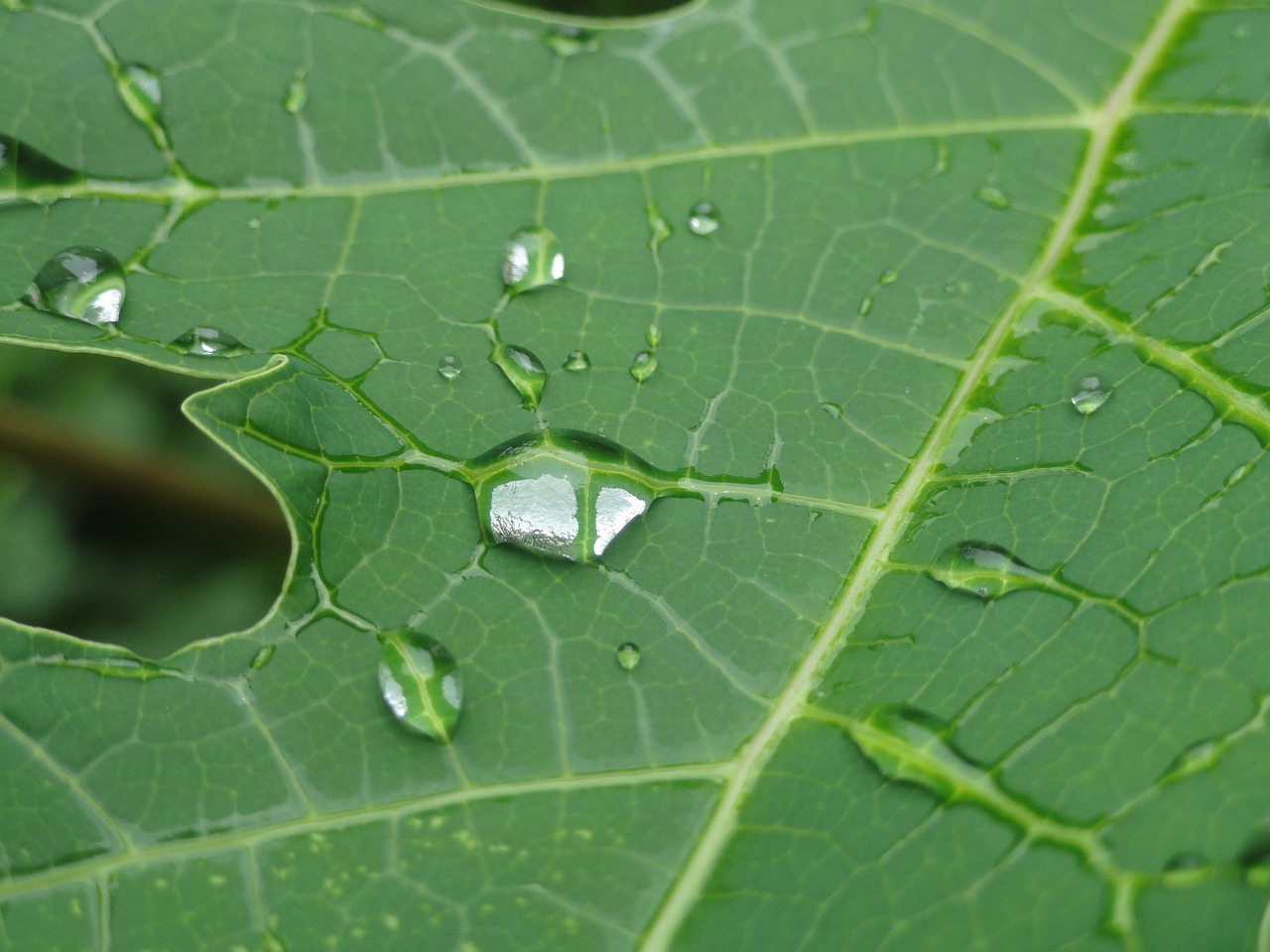 leaves leaf plant free photo