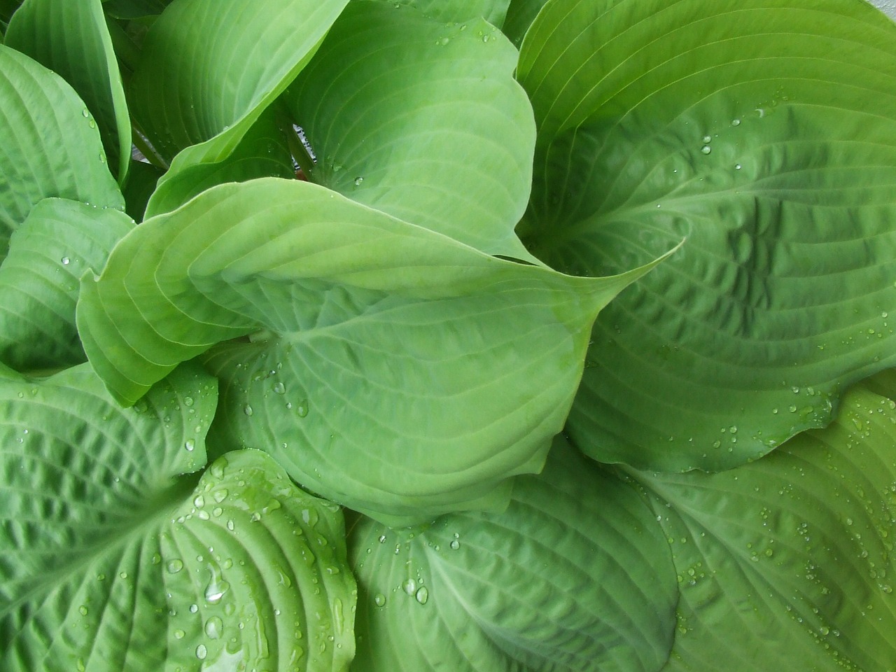 leaves green raindrop free photo