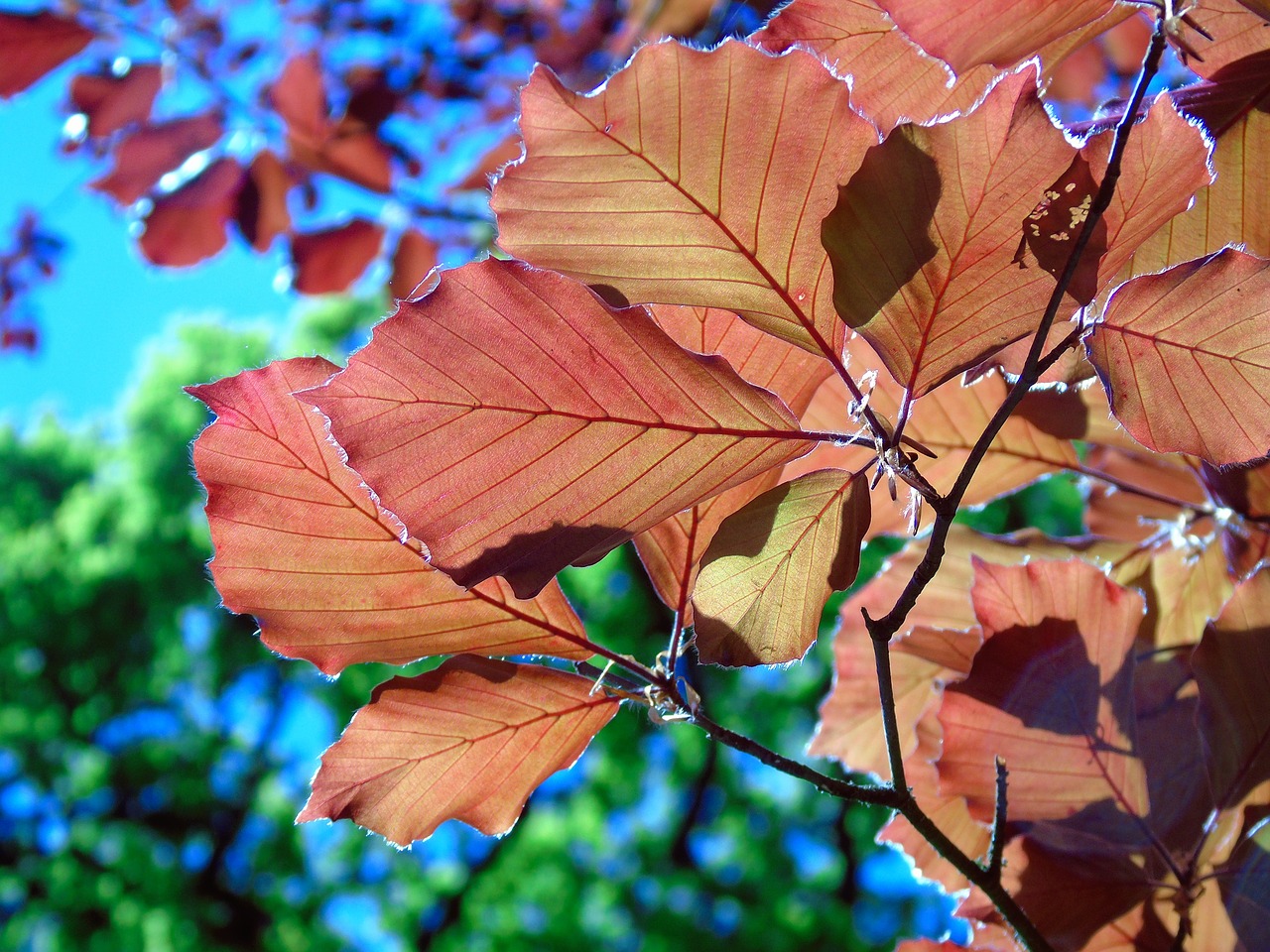 leaves  leaf  nature free photo