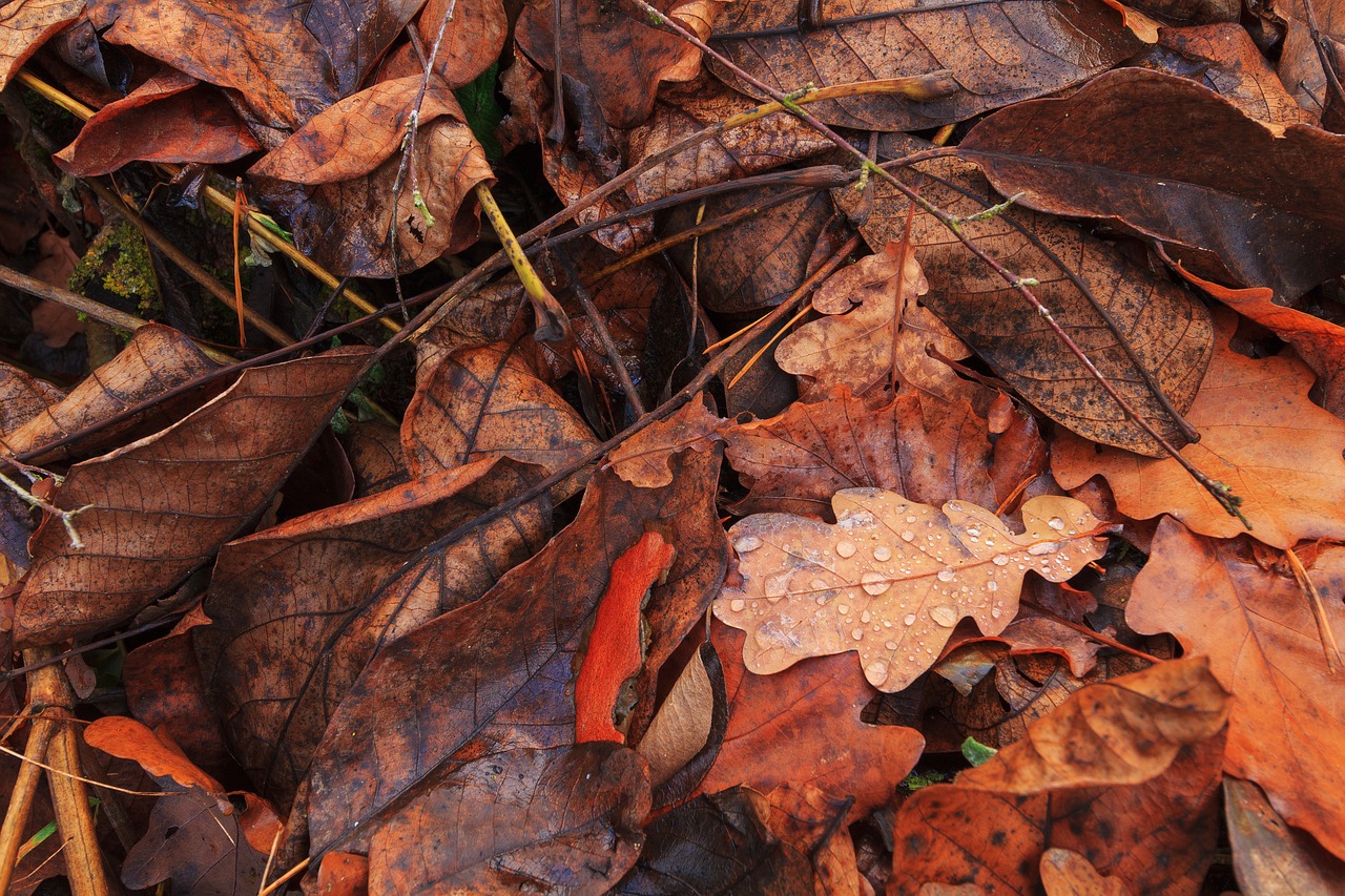 leaves  autumn  drop of water free photo