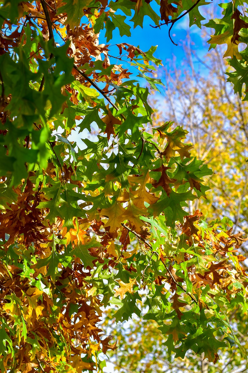 leaves  orange  green free photo