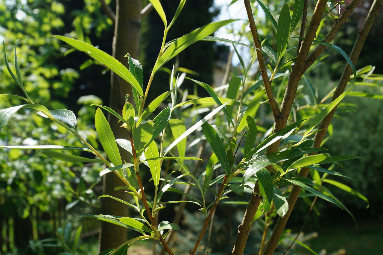 leaves  pasture  green free photo