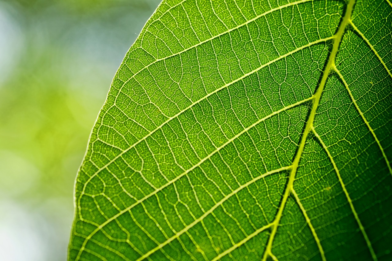 leaves  leaf  walnut leaf free photo