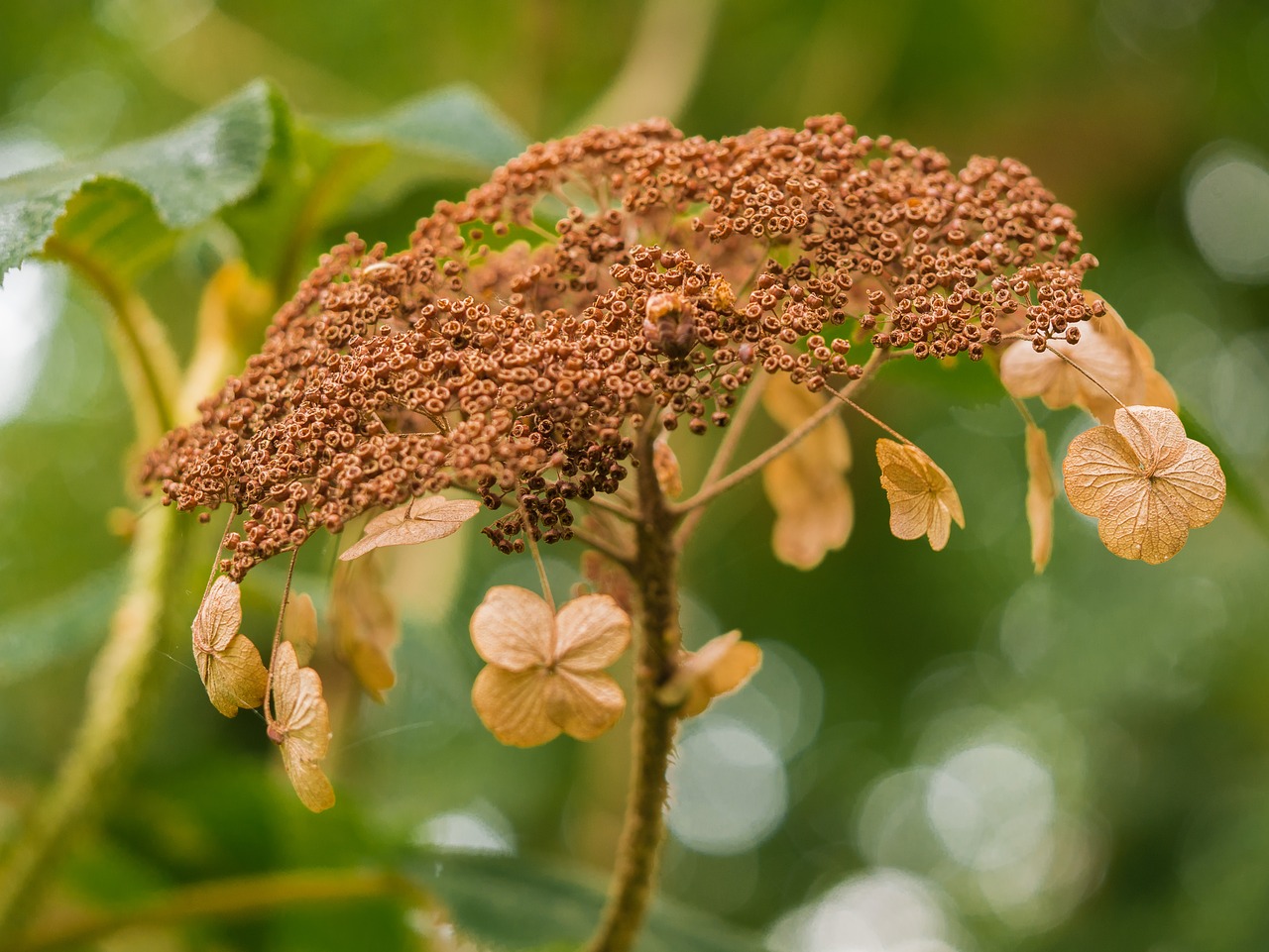 leaves  blossom  bloom free photo