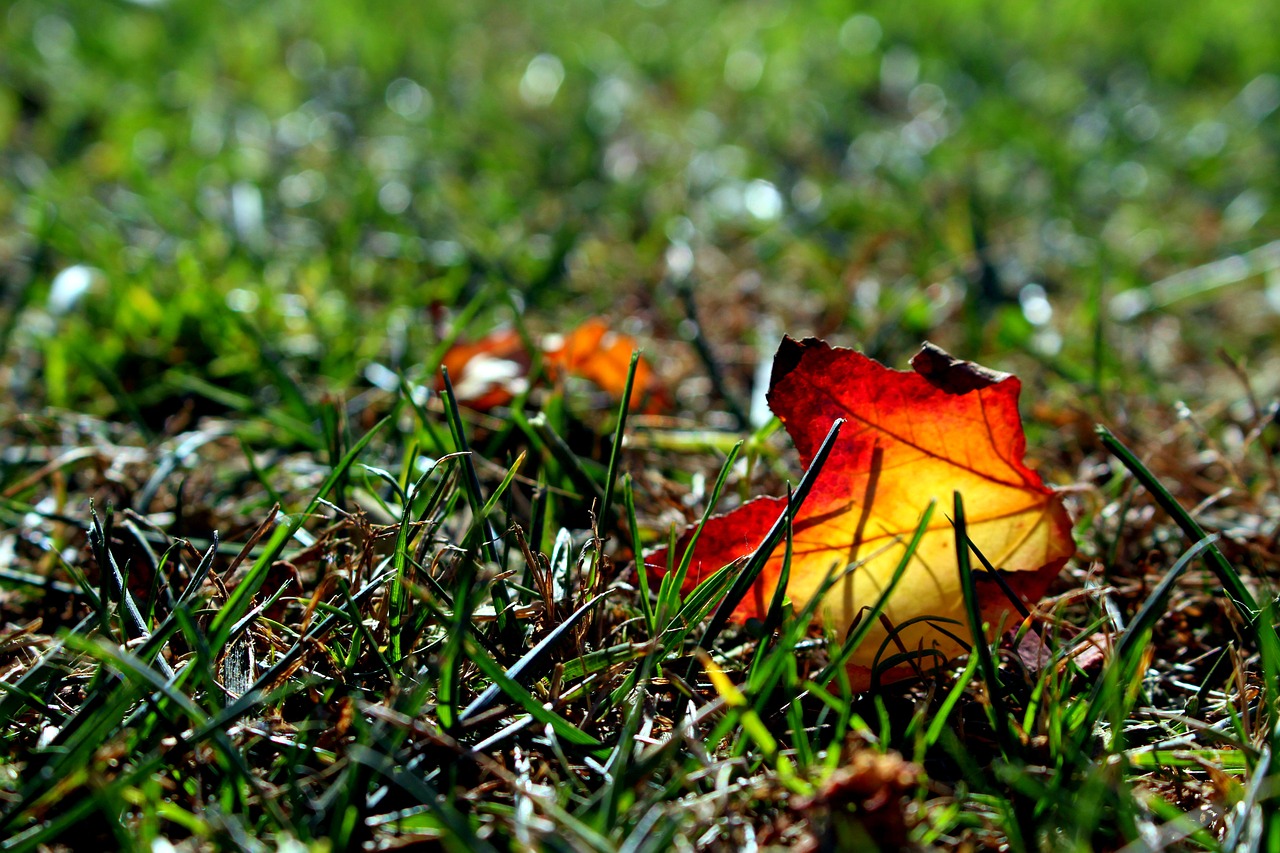 leaves  leaf  fall free photo