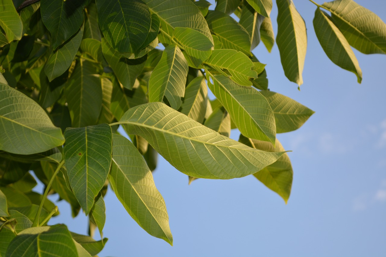 leaves  tree  nature free photo