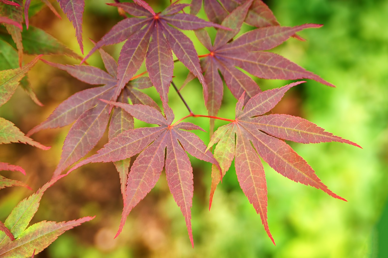 leaves  maple  spring free photo