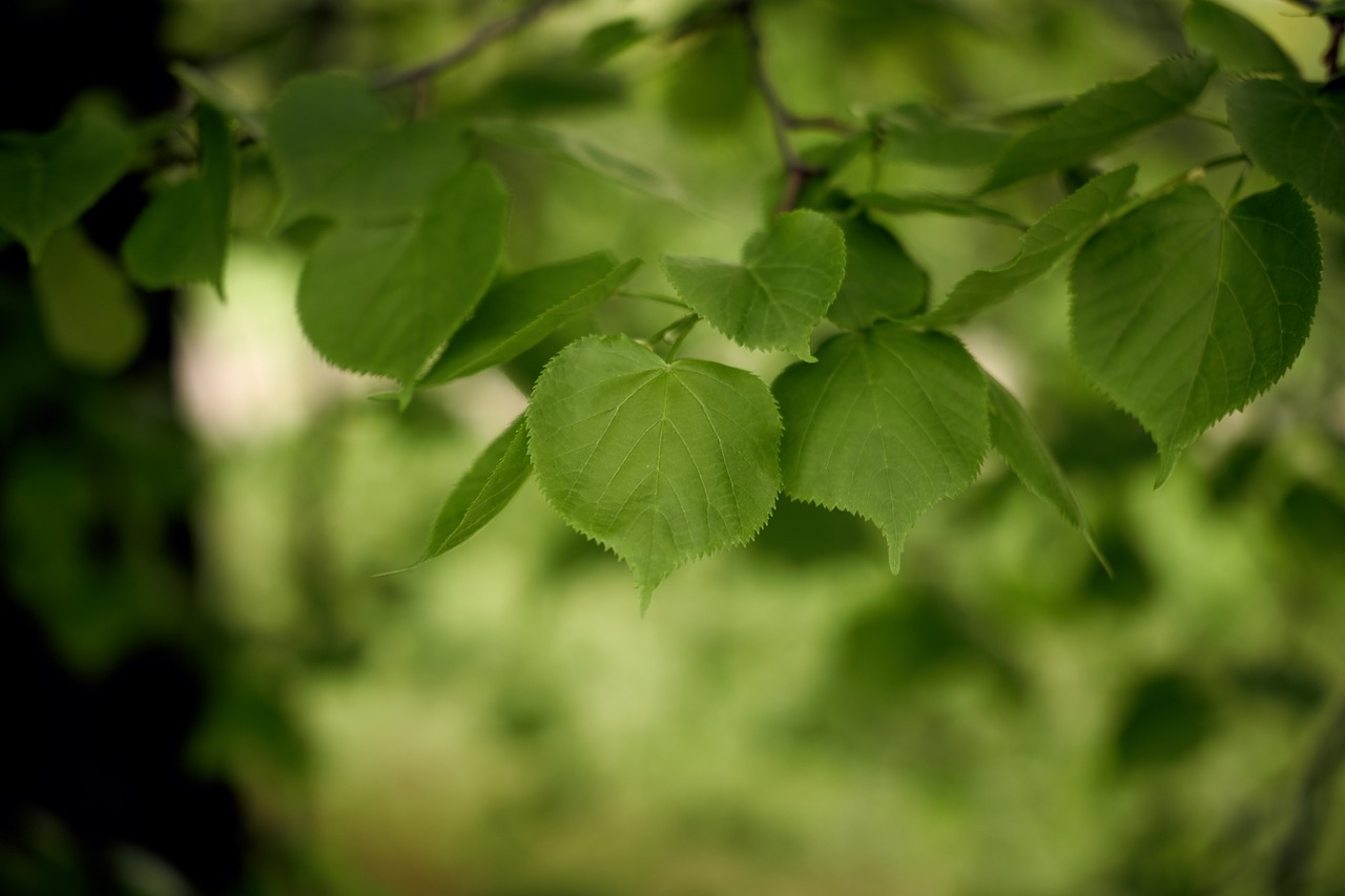 leaves  summer  green free photo