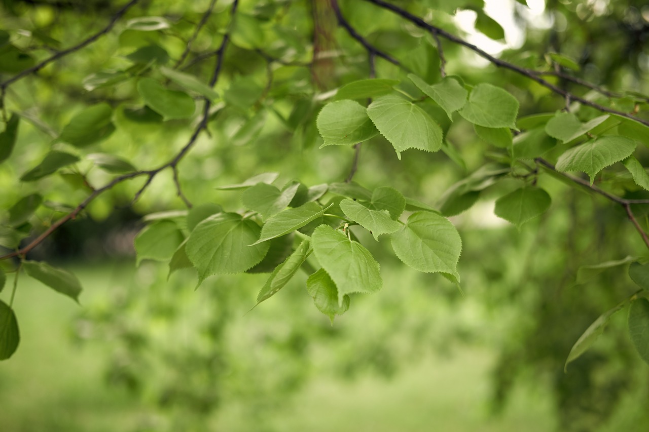 leaves  summer  green free photo