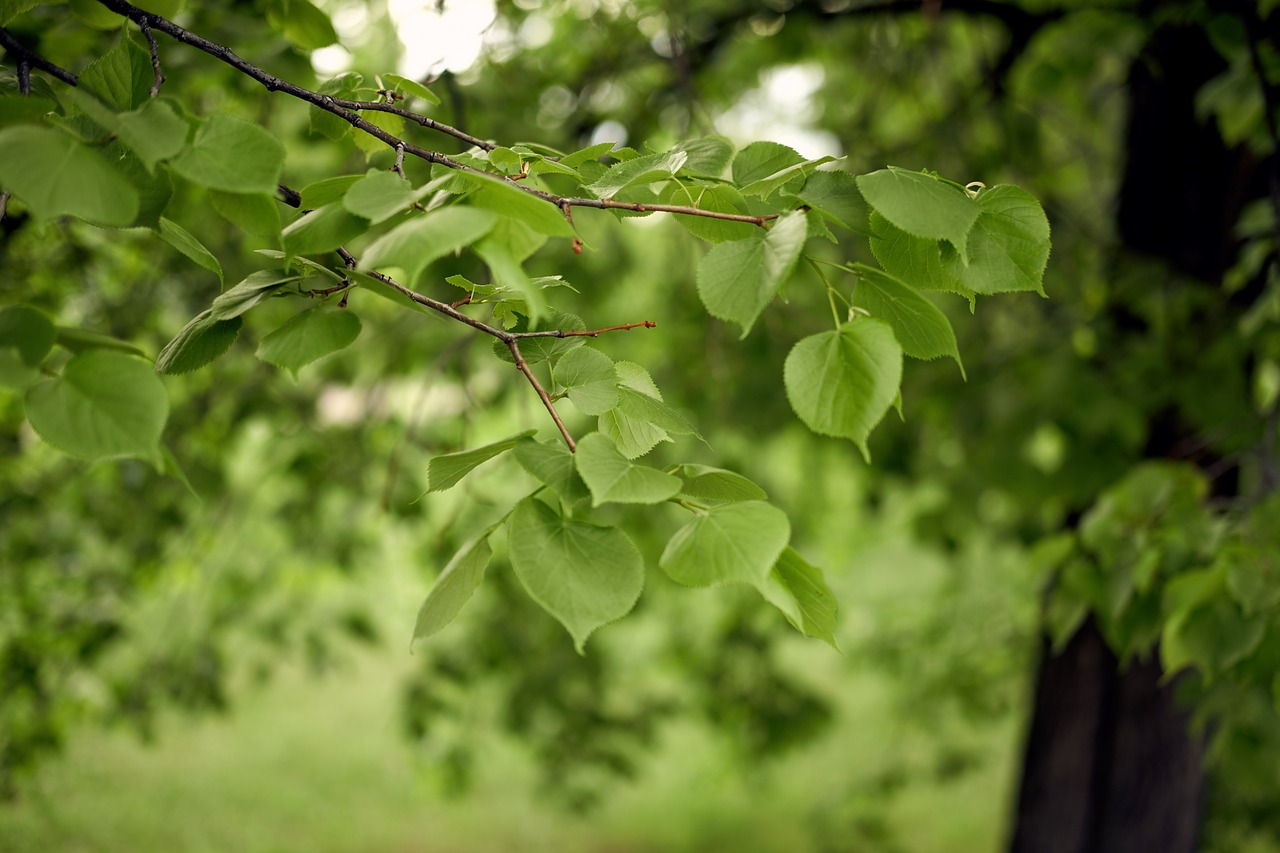 leaves  summer  green free photo