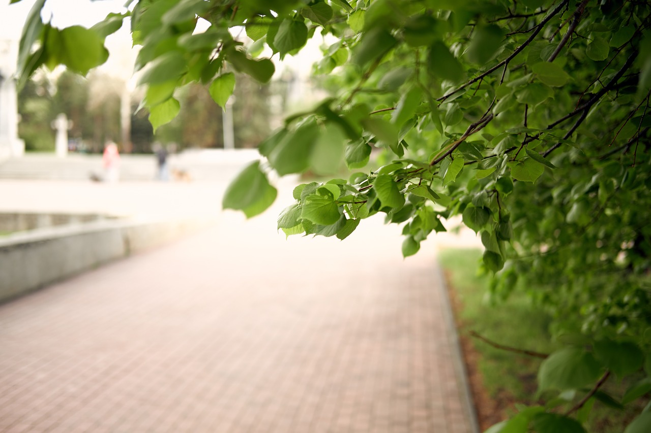 leaves  summer  green free photo