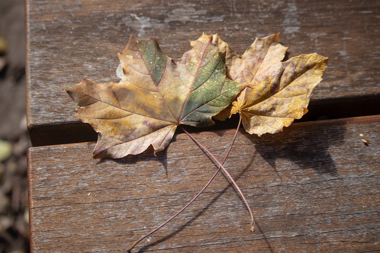 leaves  fall  autumn free photo