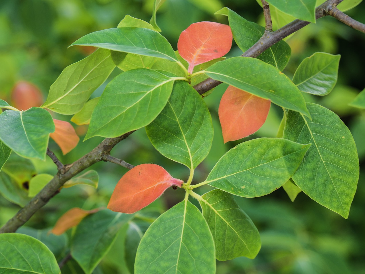 leaves  branch  tree free photo