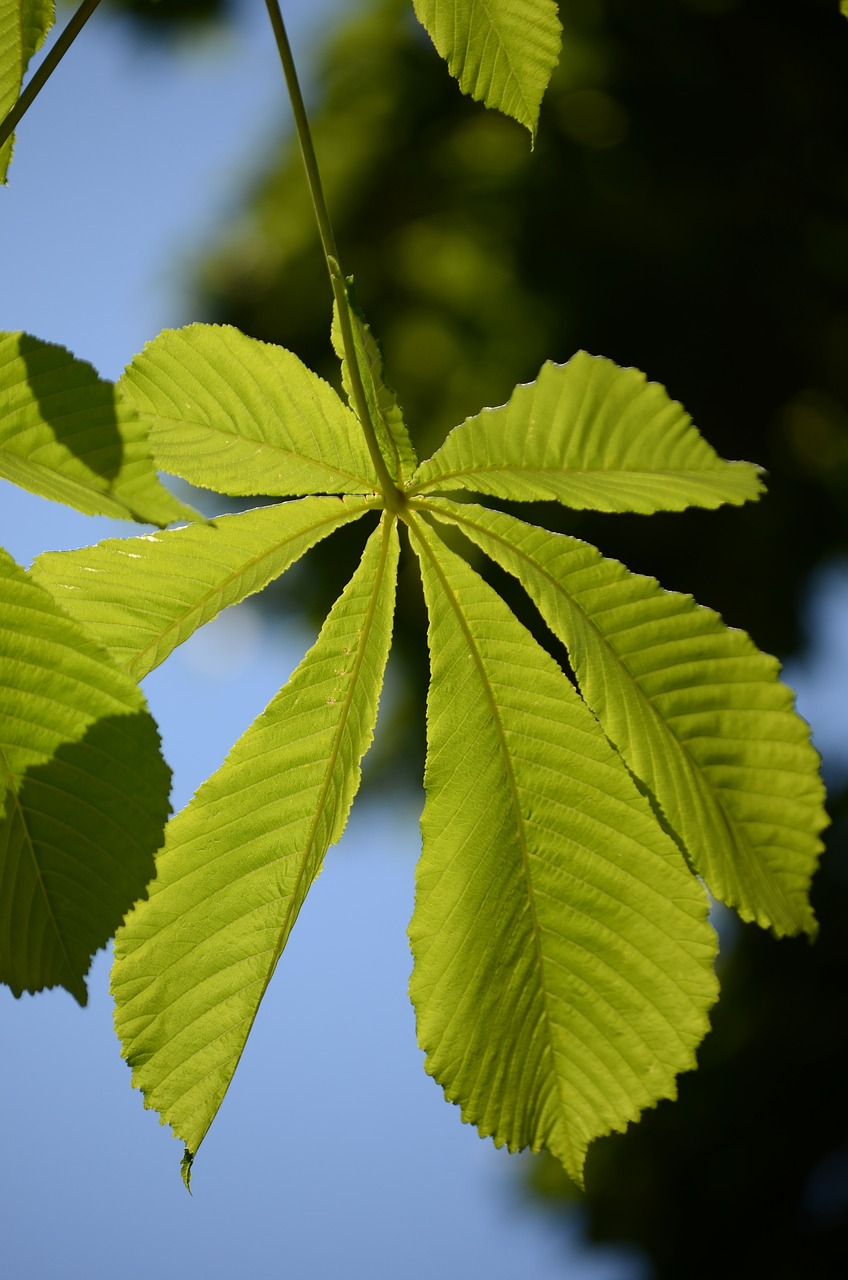 leaves  green  nature free photo