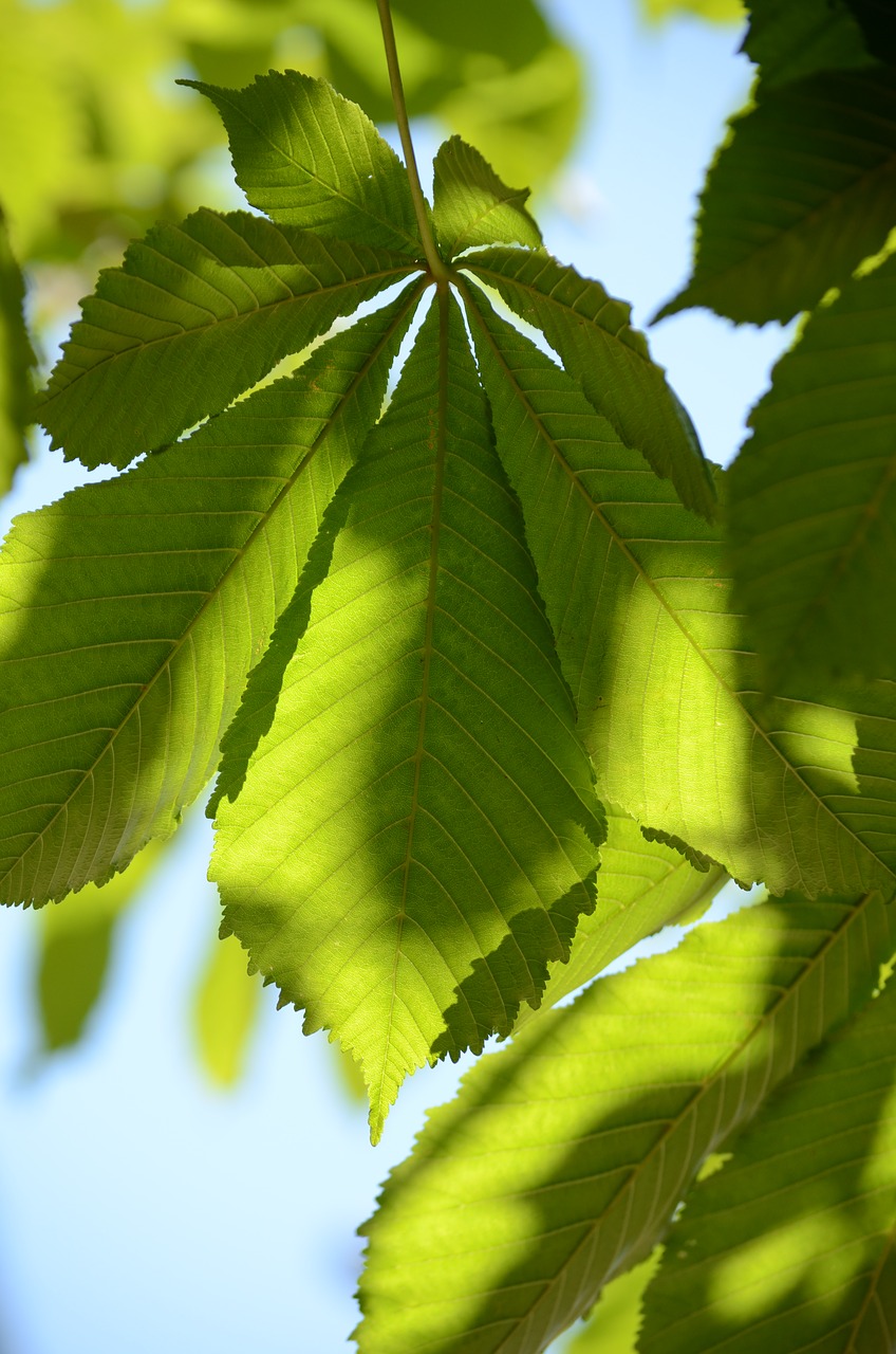 leaves  green  nature free photo