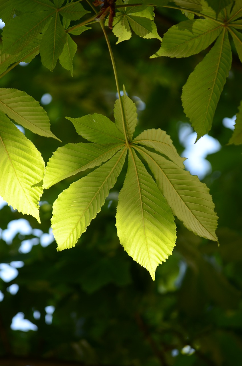 leaves  green  nature free photo