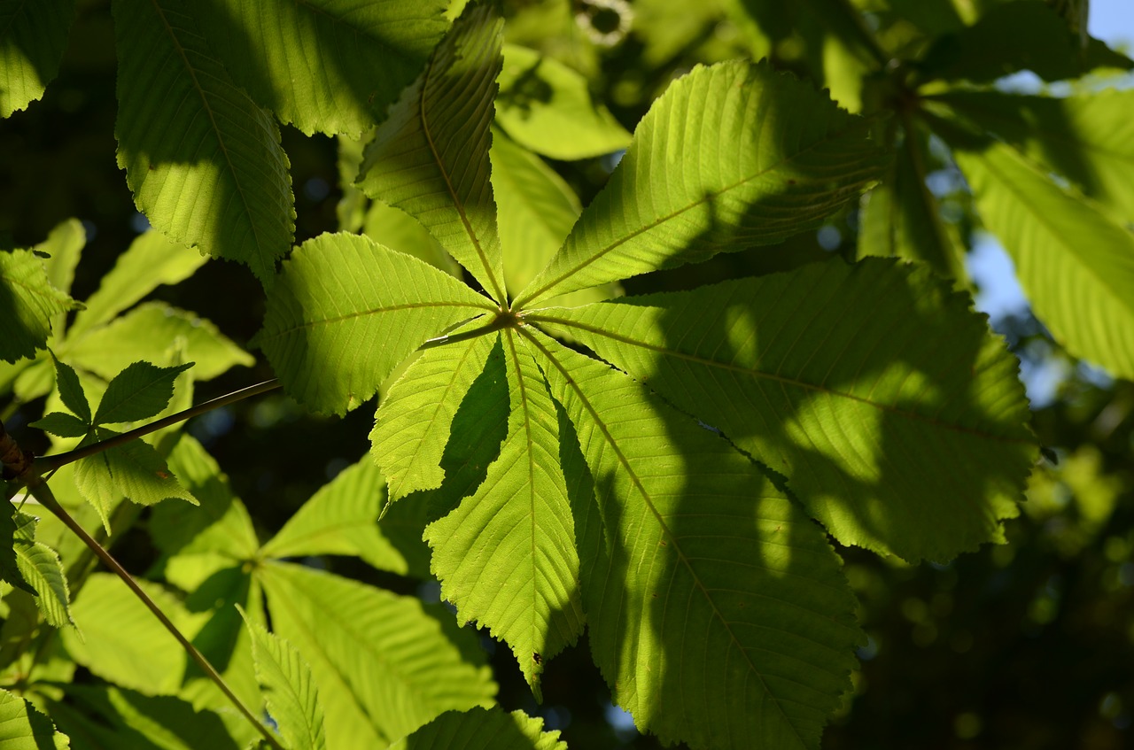 leaves  green  nature free photo