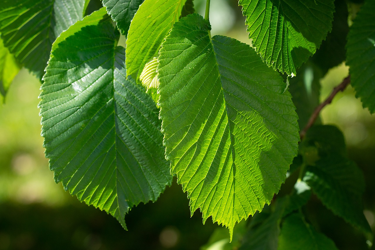 leaves  elm  hanging elm free photo