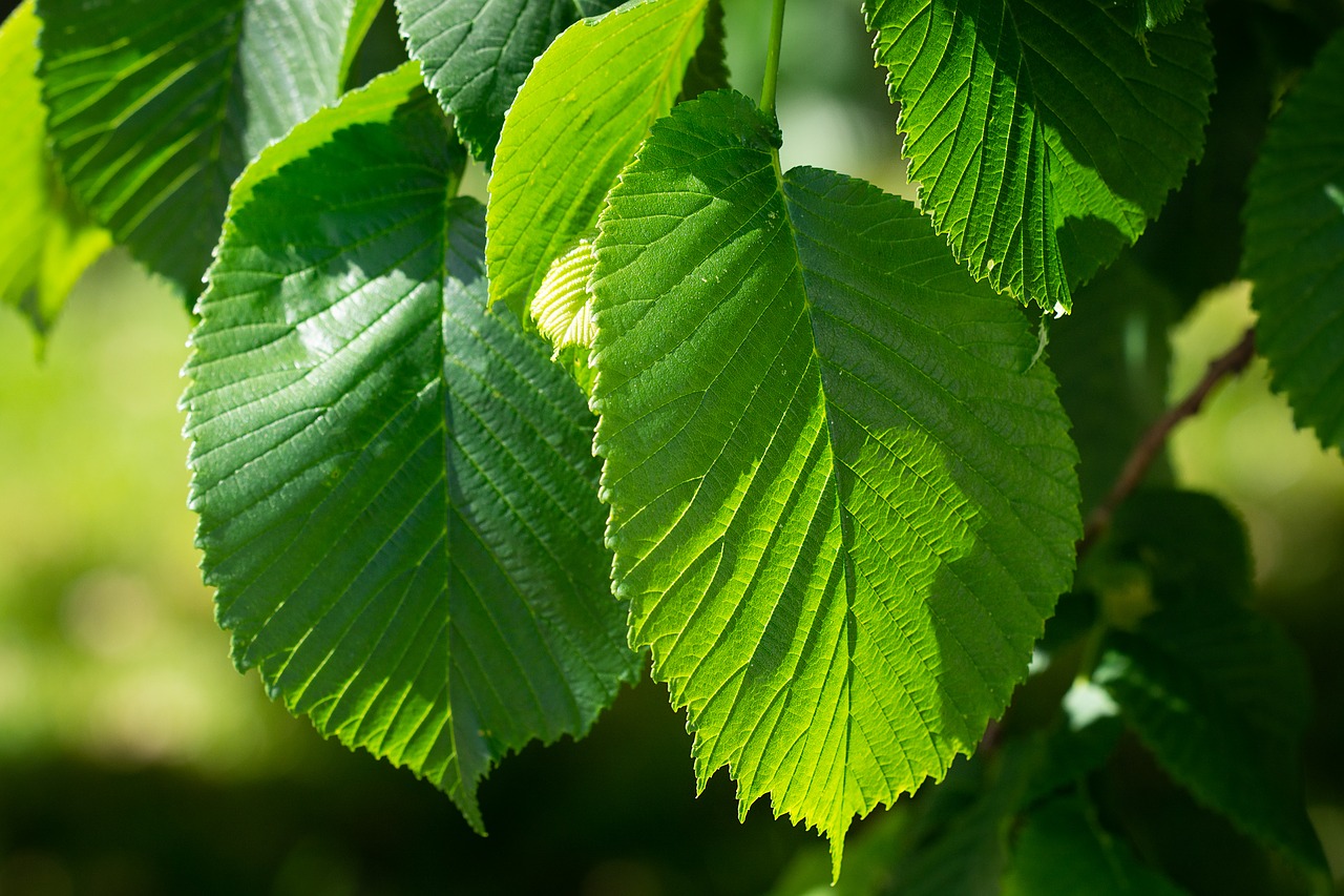 leaves  green  leaf structure free photo