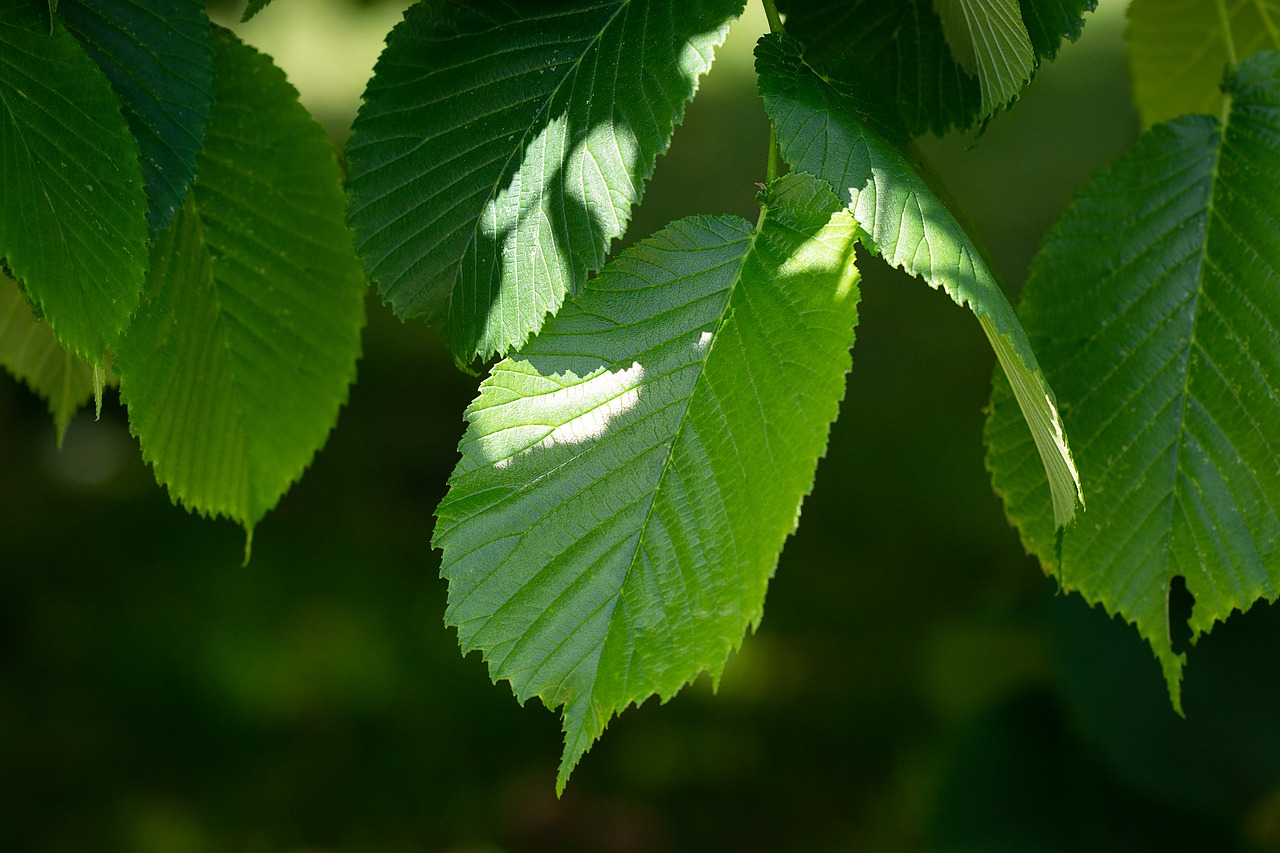 leaves  green  elm free photo