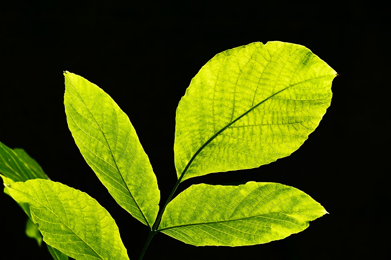 leaves  backlighting  nature free photo