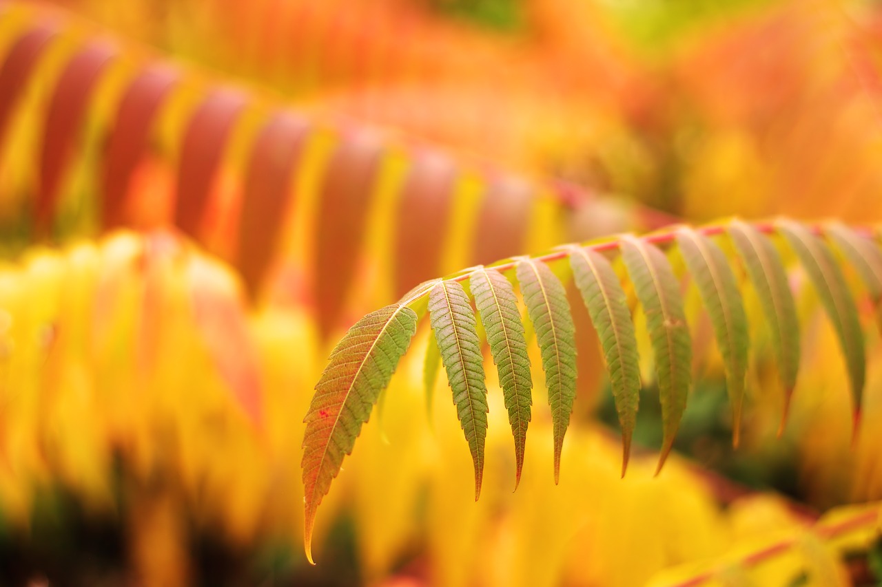 leaves  autumn  bokeh free photo