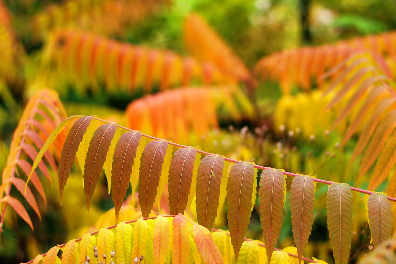 leaves  autumn  bokeh free photo