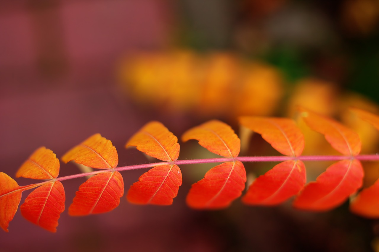 leaves  autumn  bokeh free photo