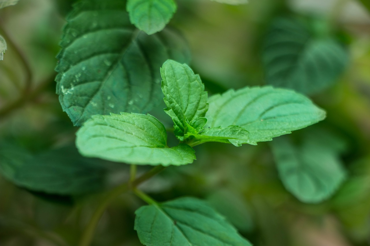 leaves  grass  plant free photo