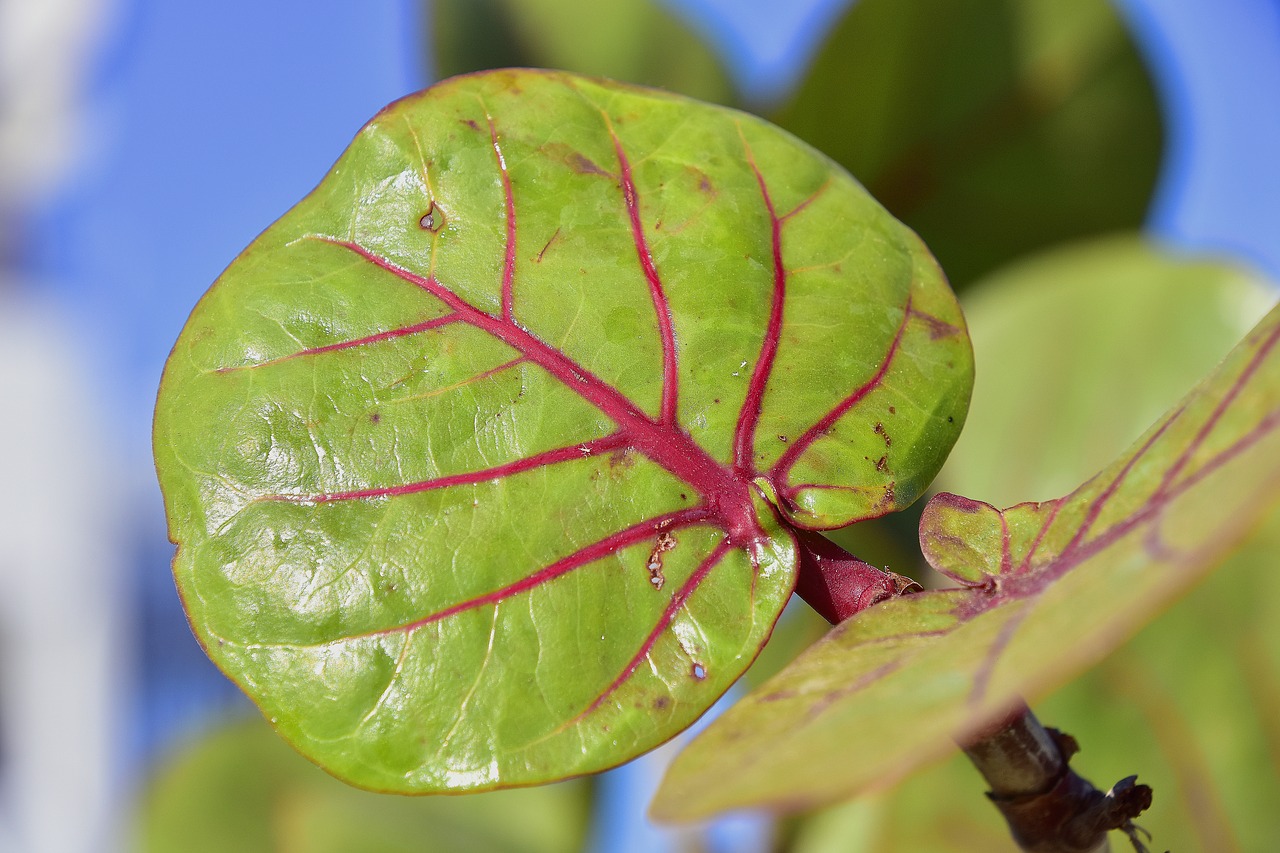 leaves  green  shrub free photo