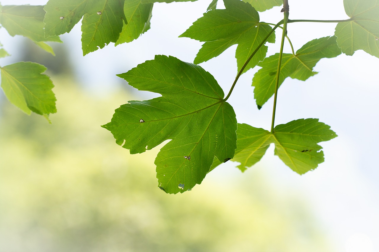 leaves  green  green leaves free photo