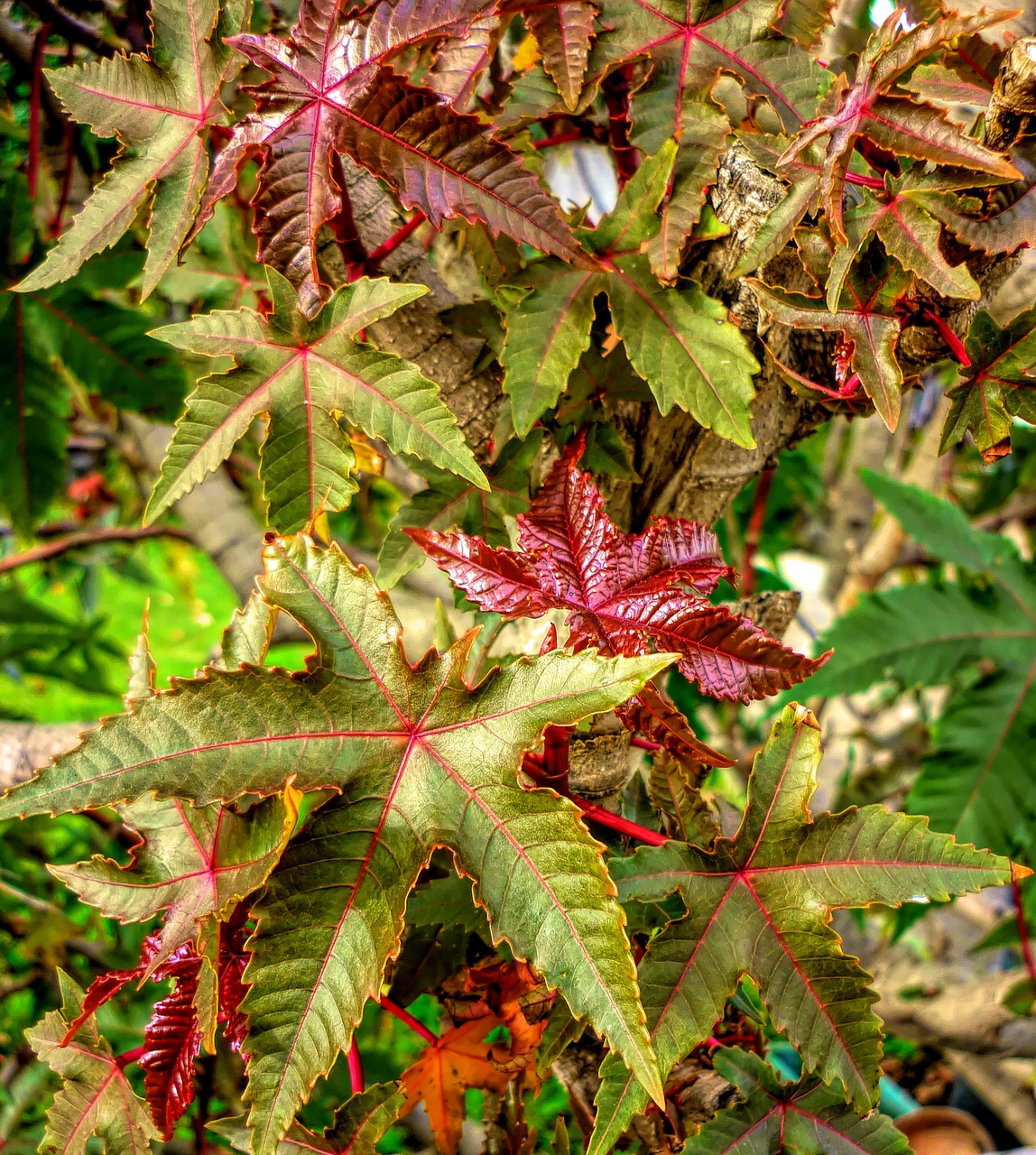 leaves  plant  garden free photo