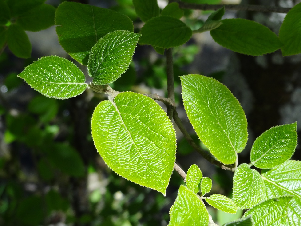 leaves  leaf  tree free photo