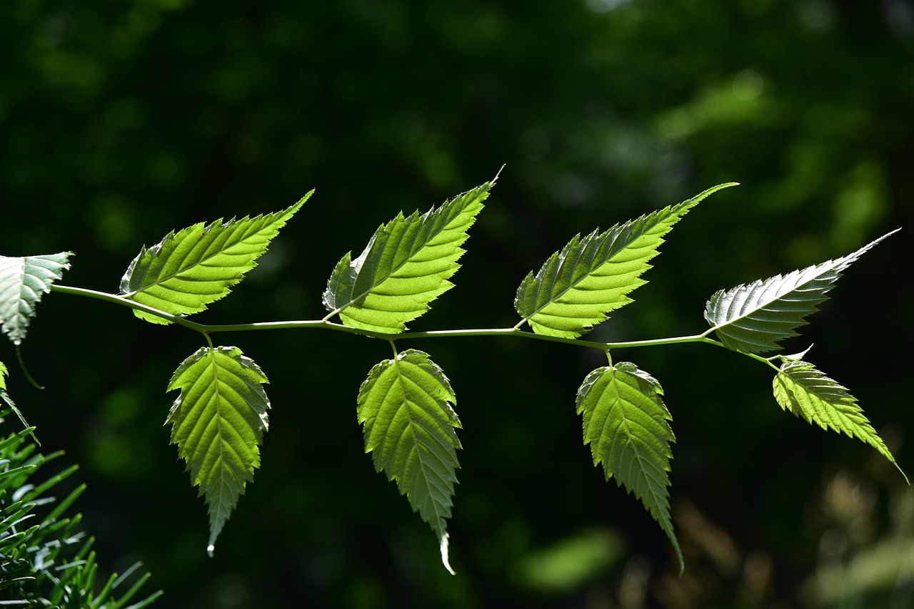 leaves  green  nature free photo