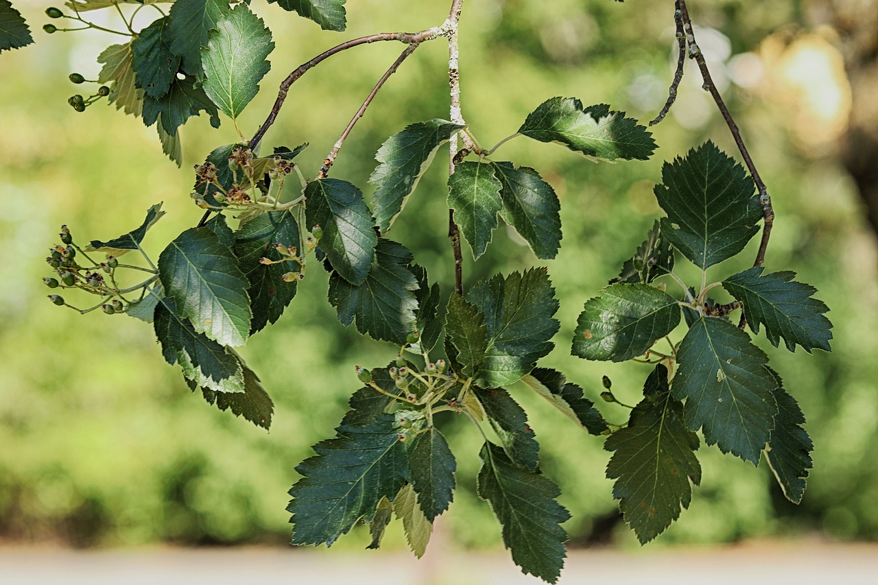 leaves  tree  branches free photo